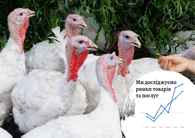 Бізнес-план індичої ферми в Україні: влаштуємо свій день подяки